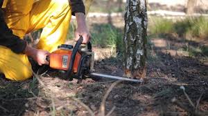 Best Tree Removal Services  in Bainbridge, PA